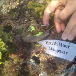 Earth Hour Denpasar terumbu karang